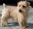 Norfolk Terrier